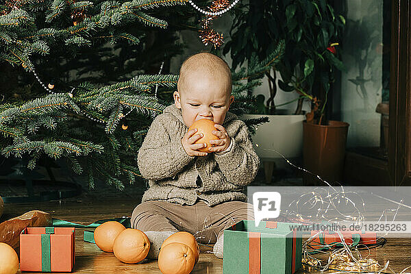 Baby boy eating orange fruit sitting in front of Christmas tree at home