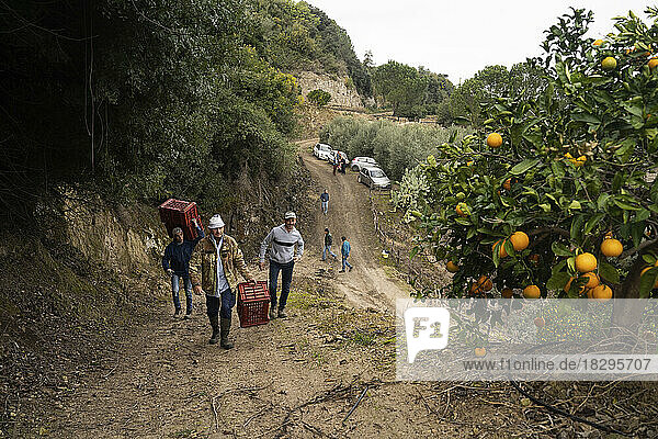 Men carrying crates at orange orchard