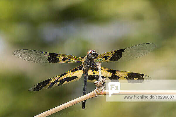 Common picture wing (Rhyothemis variegata) perching outdoors