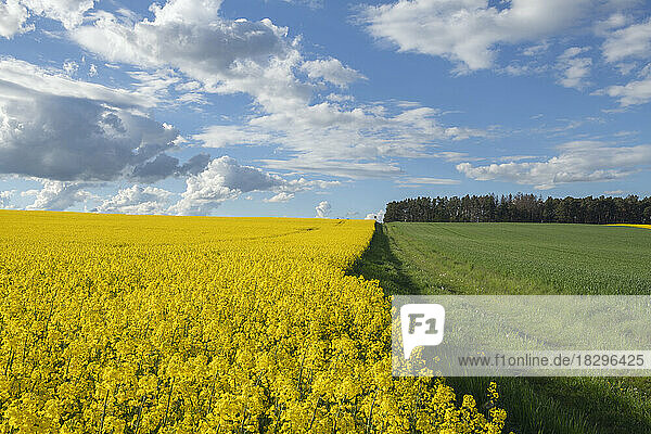 Germany  Bavaria  Clouds floating over vast oilseed rape field in spring