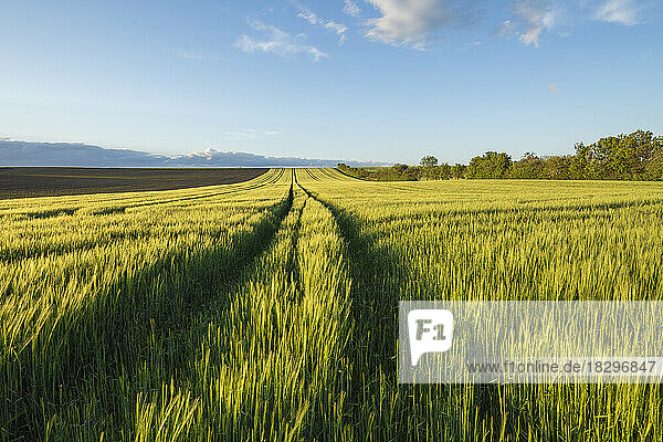 Germany  Bavaria  Vast barley field in spring