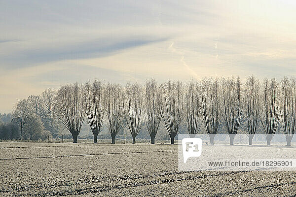 Frostiges Feld mit Weidenbaum-Windschutz im Hintergrund