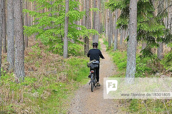 Frau fährt Fahrrad im Darßer Wald  Mechlenburg-Vorpommern  Deutschland  Europa