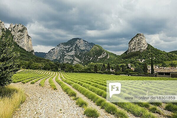 Mittelalterliches Dorf mit Lavendelfeld und Felsen  Saou  Département Drôme  Auvergne-Rhône-Alpes  Provence  Frankreich  Europa