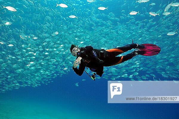 Taucherin schwimmt unter Fischschwarm Makrelen (Scombridae) in Palawan  Philippinen  Asien