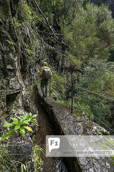 Hikers on a narrow path along a levada  in dense forest  Levada do Caldeirão Verde  Parque Florestal das Queimadas  Madeira  Portugal  Europe