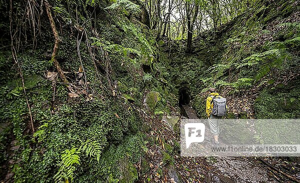Hiker on a hiking trail  entrance to a tunnel  in dense forest with ferns and moss  Levada do Caldeirão Verde  Parque Florestal das Queimadas  Madeira  Portugal  Europe