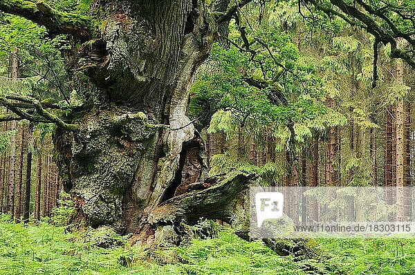 Gerichtseiche (Quercus)  alte Eiche im Adlerfarn (Pteridium aquilinum)  im Urwald Sababurg  Nordhessen  Deutschland  Europa