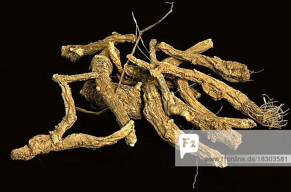 Peucedanum decursivum Wurzel  Heilpflanze der chinesischen Medizin aus der Familie der Engelwurzen  Heilpflanzliche Anwendung ohne Gewähr