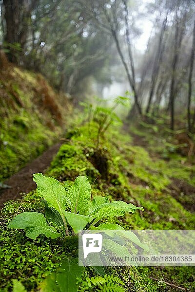 Levada in the densely overgrown forest with fog  Madeira  Portugal  Europe