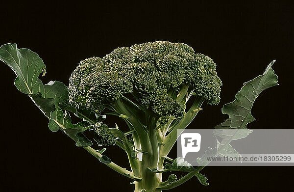 Brokkoli oder Broccoli (Brassica oleracea var. italica)  auch Bröckel-  Spargel- oder Winterblumenkohl genannt  ist eine mit dem Blumenkohl verwandte Gemüsepflanze