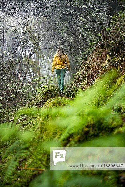 Wanderin auf einem Levada im dicht bewachsenen Wald bei Nebel  Madeira  Portugal  Europa