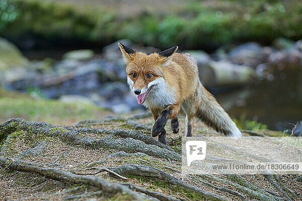 Red fox (Vulpes vulpes)  running along the stream in the forest
