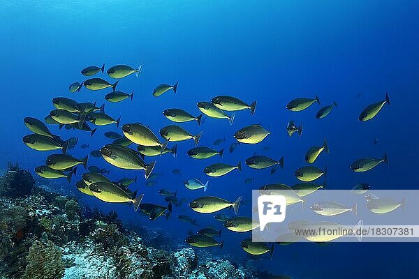 Shoal of smooth bluetail unicornfish (Naso hexacanthus) swimming over coral reef  Pacific Ocean  Great Barrier Reef  Unesco World Heritage Site  Australia  Oceania