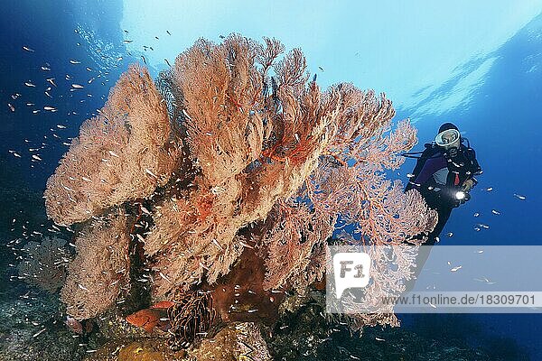 Diver looking at coral block with nodular sea fan  gorgonian (Melithaea ochracea)  red  schooling red-spotted cardinalfish (Ostorhinchus parvulus)  Pacific Ocean  Great Barrier Reef  Unesco World Heritage Site  Australia  Oceania
