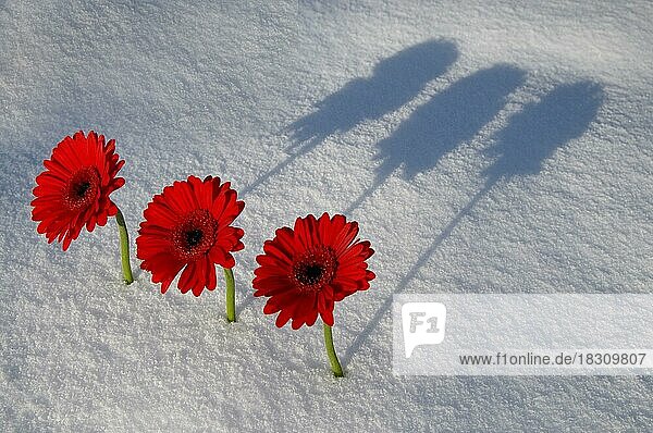 Arrangement von Gerbera Blüten im Schnee