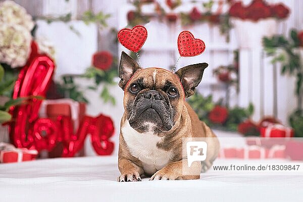 Lovely Französisch Bulldog Hund mit Valentinstag Stirnband mit Herzen vor der saisonalen Dekoration mit Girlanden und Geschenk-Boxen liegen