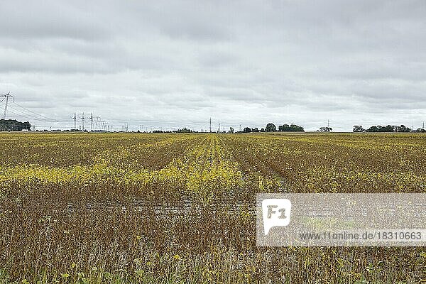 Agriculture  soy field  Province of Quebec  Canada  North America