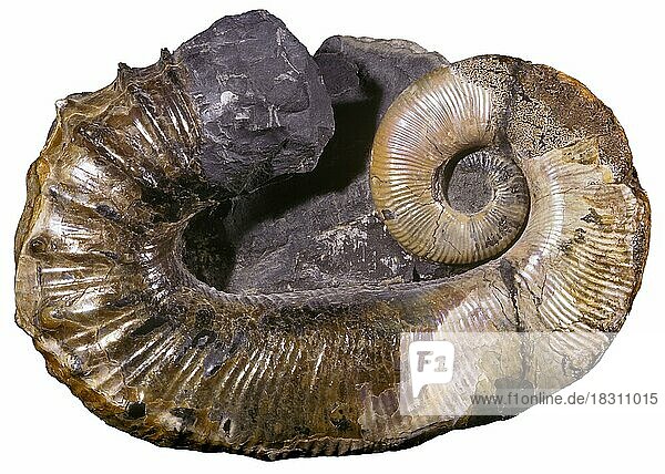 Aberanter Ammonit  Ancyloceras matheranianum  Unterkreide  die meisten Ammoniten weisen die bekannte enge Spiralform auf  aber einige Ammoniten  die als aberrante (heteromorphe) Ammoniten bekannt sind  begannen sich aufzurichten und bildeten eine Vielzahl von seltsamen  interessanten Formen