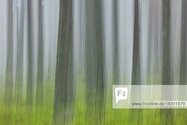 Abstraktes Bild von Bewegung verschwommen Baumstämme in Nadelwald im Nebel