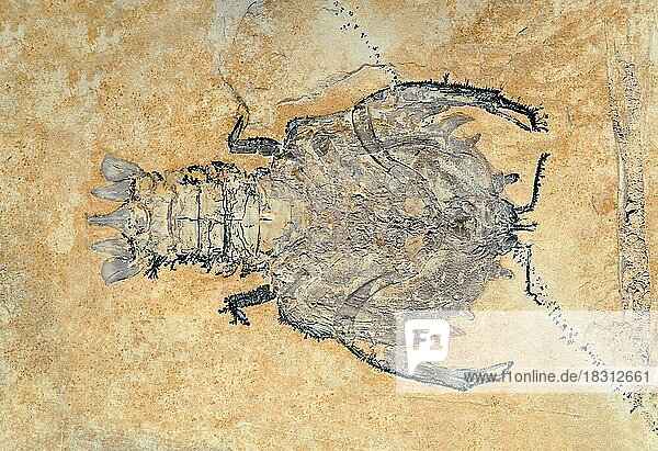 Entfernter Verwandter des Langhornhummers  Fossil Eryon sp.  Mesozoikum  Slonhofen  Deutschland  Europa