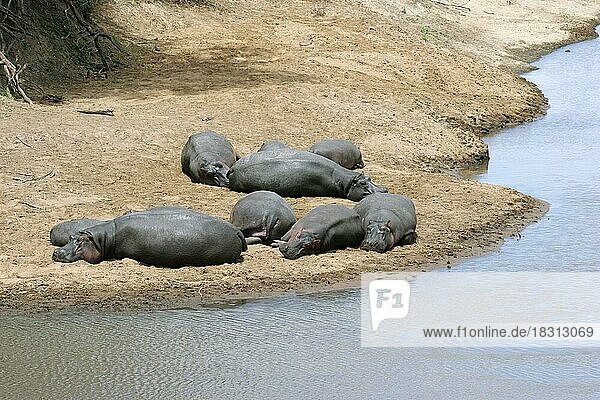 Nilpferde (Hippopotamus amphibius) schlafen am Flussufer  Masai Mara National Reserve  Kenia  Ostafrika  Afrika
