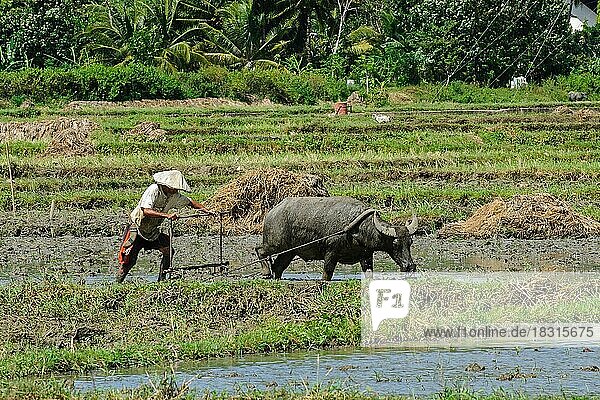 Rice farmer cultivates tilled rice field with plough is pulled by water buffalo (Bubalus arnee)  Philippines  Asia