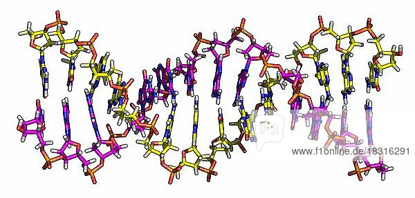 Die Desoxyribonukleinsäure (DNS) ist eine Nukleinsäure  die die genetischen Anweisungen für die Entwicklung und das Funktionieren aller bekannten lebenden Organismen und einiger Viren enthält. Die Hauptaufgabe der DNA-Moleküle ist die langfristige Speicherung von Informationen. Die DNA wird oft mit einem Bauplan  einem Rezept oder einem Code verglichen  da sie die Anweisungen enthält  die für den Aufbau anderer Zellbestandteile wie Proteine und RNA-Moleküle benötigt werden