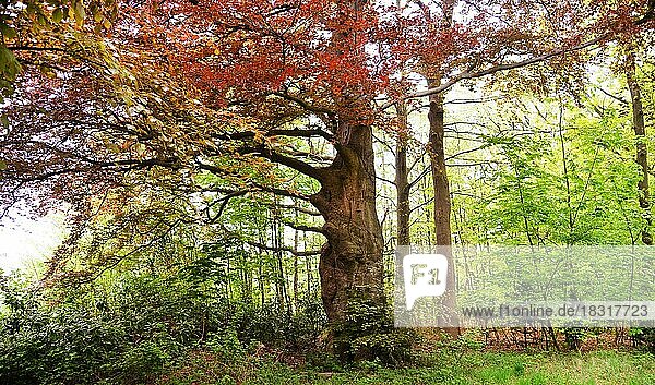 Der Wald des Koeniglichen Landgutes De Horsten ist sehenswert und fuer die Oeffentlichkeit zugaenglich seit 1845 im Besitz der koeniglichen Familie. Hier am 29.04.2018 in Wassenaar  NDL  Niederlande  Europa