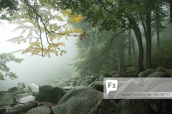 Landschaft mit Nebel  Felsen und im Herbst  Stimmung  Felsenmeer  Lautertal  Hessen  Odenwald  Deutschland  Europa