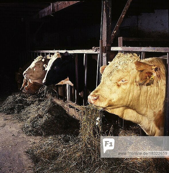 Kleinbauern in der Landwirtschaft  hier am 19. 4. 1995 in Iserlohn  bei ihrer taeglichen oft schweren Arbeit  Deutschland  Europa
