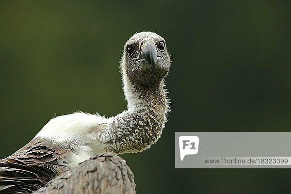 Gänsegeier (Gyps fulvus)  Portrait  Kopf  Hals  Blick  frontal  captive