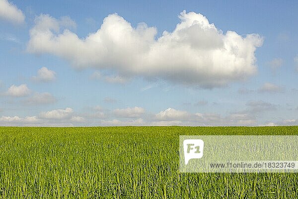 Cumuluswolke (Cumulus) am blauen Himmel  grünes Weizenfeld im Frühling  Butley  Suffolk  England  UK