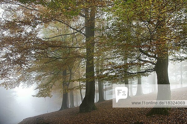 Buchenwald mit Laub in Herbstfarben im Nebel im Herbst