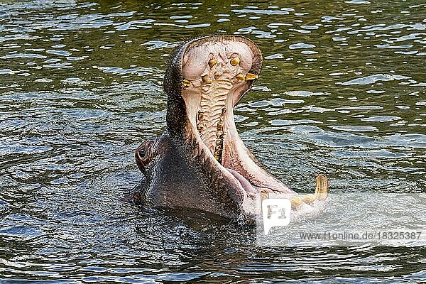 Nahaufnahme eines Nilpferd (Hippopotamus amphibius) in einem Teich  das gähnt und seine riesigen Zähne und großen Eckzähne in einem weit geöffneten Maul zeigt
