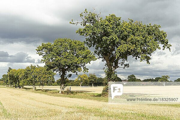 Eichen an einer Feldgrenze  in der Nähe der Pettistree Farm  Sutton  Suffolk  England  UK