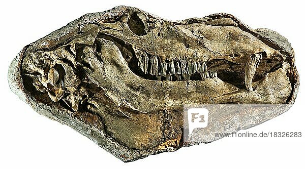 Gigantocamelus  Oberes Pliozän/Unteres Pliozän  Garden Co.  Nebraska  Fossil (Kopf ca. 3 Fuß lang!)