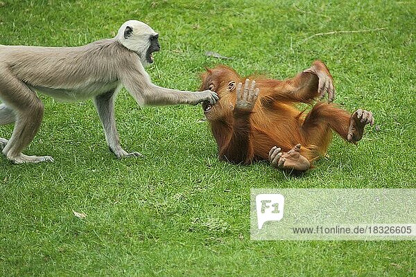 Junger Borneo-Orang-Utan (Pongo pygmaeus) und Hulman  Jungtier  greifen  kneifen  zwicken  Gesicht  Backen  spielen  Kampf  zwei  verschiedene  mehrere  Arten  captive