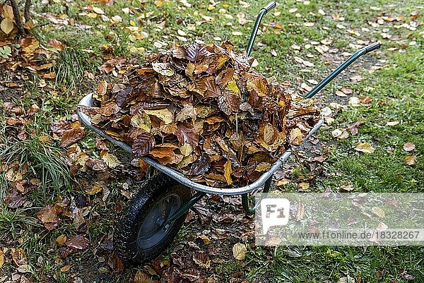 Herbstlaub in Schubkarre im Garten  herbstlich gefärbte Blätter  Laub  Deutschland  Europa