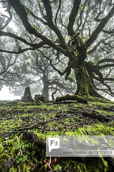Laurel trees overgrown with moss and plants in the mist  Old laurel forest  stinkwood (Ocotea foetens)  Laurisilva  UNESCO World Heritage Site  Fanal  Madeira  Portugal  Europe