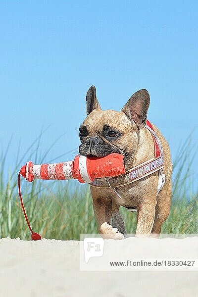 Kleine beigefarbene französische Bulldogge mit nautischem Geschirr  die ein großes Leuchtturm-Hundespielzeug im Maul trägt  in Sanddünen mit Gras am Strand