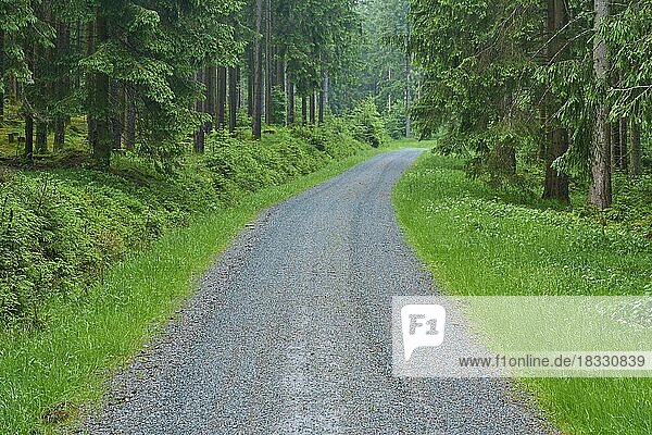 Waldweg  Nadelwald  Regen  Frühling  Fichtelgebirge  Bayern  Deutschland  Europa