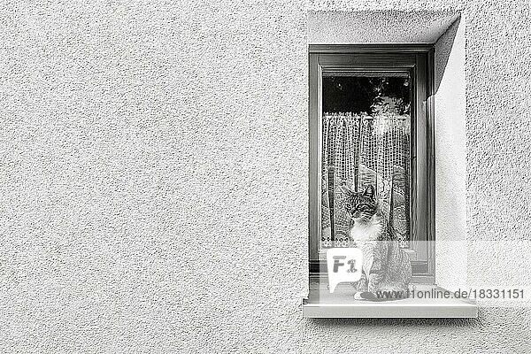 Weiße Fassade mit schmalem Fenster  Hauskatze sitzt wachsam auf Fensterbank in Fensternische  Symbolbild  Textfreiraum  Schwarzweißaufnahme
