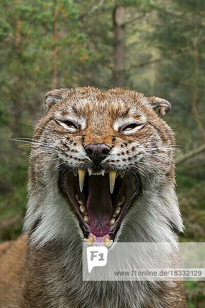 Nahaufnahme eines zischenden Eurasischen Luchses (Lynx lynx) mit abgeflachten Ohren  die Zähne und lange Eckzähne im offenen Maul zeigen  im Wald