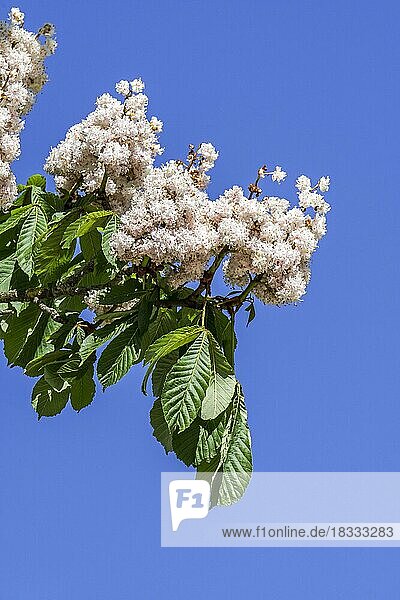 Blühende Rosskastanie  Kastanienbaum Nahaufnahme von Blütenstand  Laub und weißen Blüten (Aesculus hippocastanum) im Frühjahr