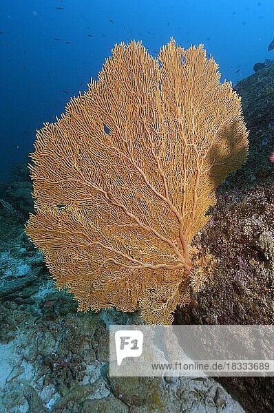 Fächerkoralle (Subergorgia mollis) (Annella mollis)  Indischer Ozean  Indopazifik  Similan Inseln  Thailand  Asien