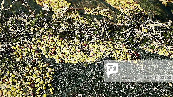 Oliven (olivae)  Olivenernte  geerntete Oliven  Nahaufnahme  grünes Netz  Boden  Westkreta  Insel Kreta  Griechenland  Europa