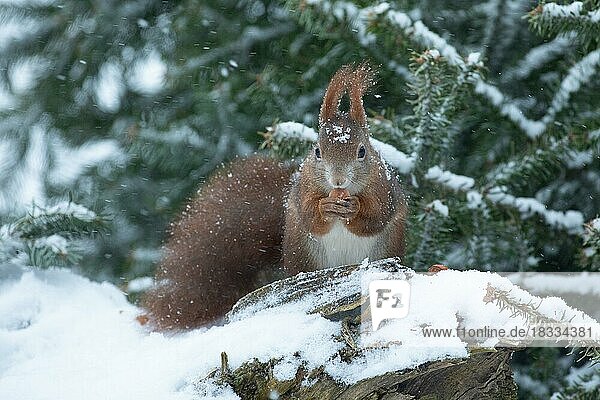 Squirrel with nut in mouth sitting on tree trunk with snow looking from front