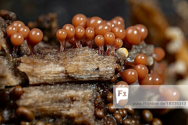Rotköpfiger Schleimpilz viele kegelförmige rotbraune Fruchtkörper nebeneinander auf Baumstamm