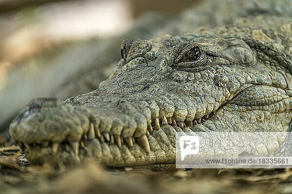 Nilkrokodil im heiligen Krokodilbecken von Kachikally  Bakau  Gambia  Westafrika  Afrika